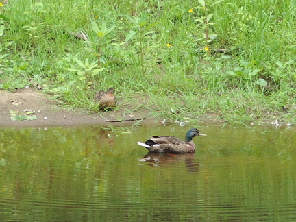 Ducks