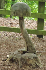 Mushroom