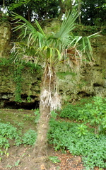Palm tree