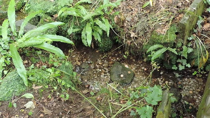 Stream