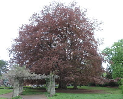 Trees