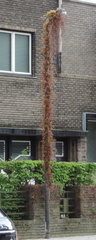Lamp post