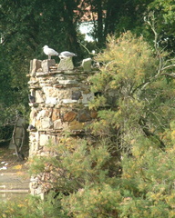 Seagulls on the folly