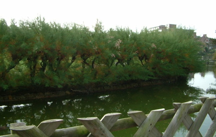 Stream in front of the bushes