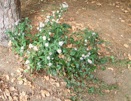Daisies
