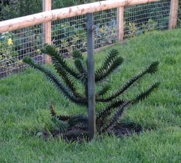 Monkey puzzle tree