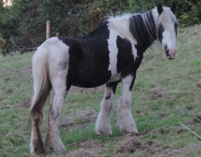 Horse