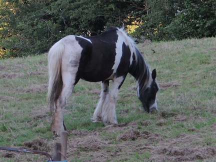 Horse
