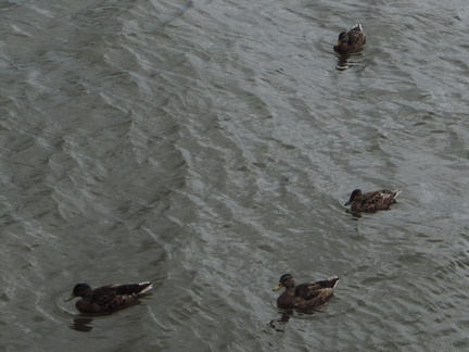 Ducks