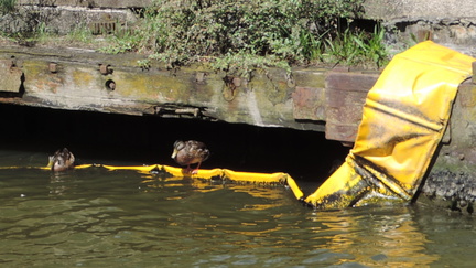 Ducks