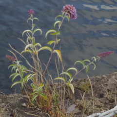 Buddleia