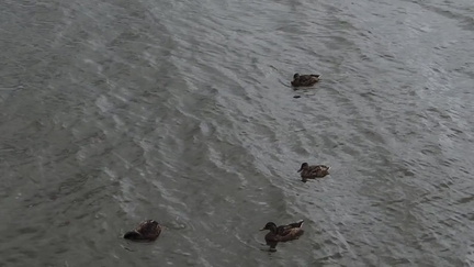 Ducks