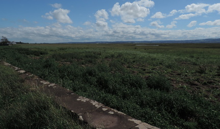Along the estuary