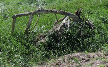 Dead tree