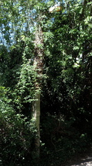 Overgrown lamp post