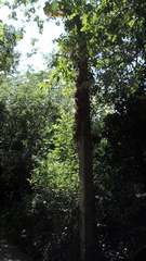 Overgrown lamp post