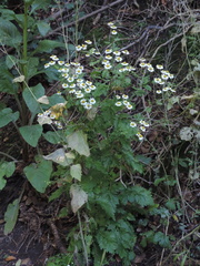 Wildflowers