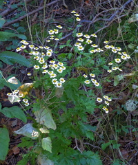 Wildflowers