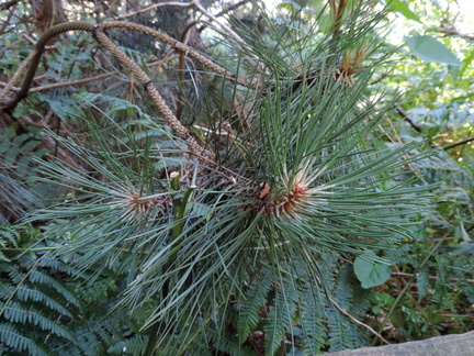 Conifer
