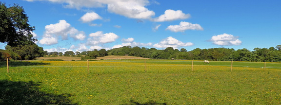 Meadow