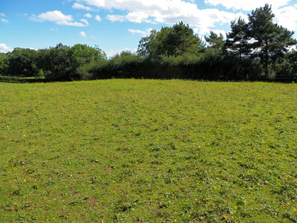 Meadow