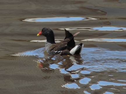 Moorhen