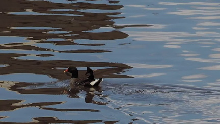 Moorhen