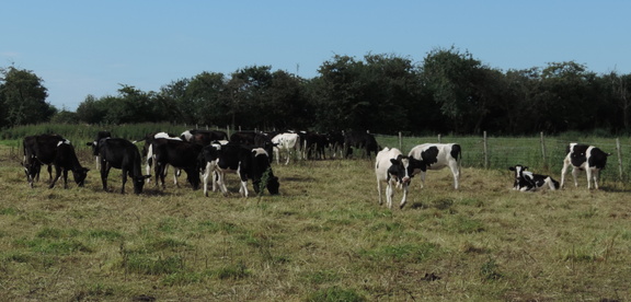 Calves