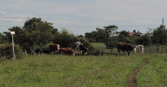 Cows