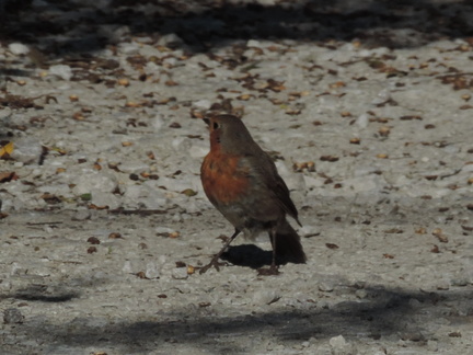 Robin