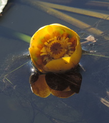 Lily