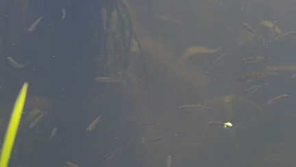 Fish