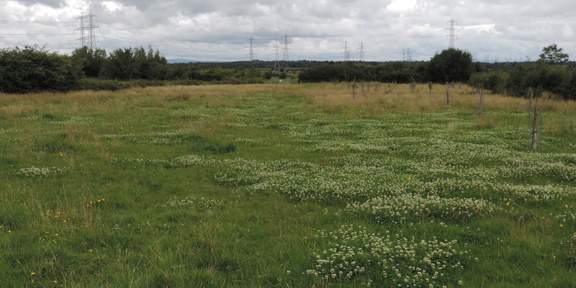 Meadow