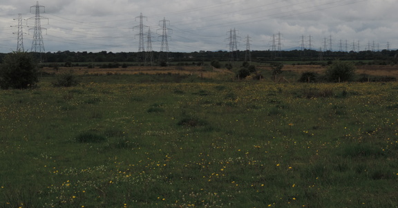 Meadow