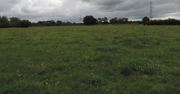Meadow