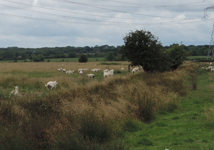 Sheep