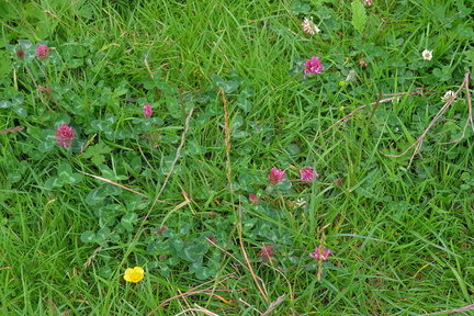 Wildflowers
