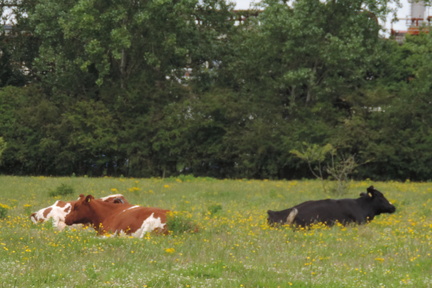Cows