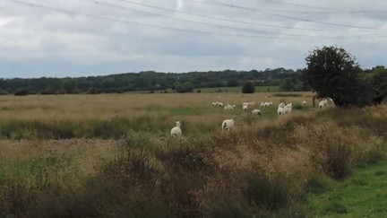 Sheep