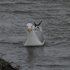 Seagull