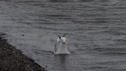 Seagull