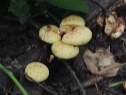 Mushrooms