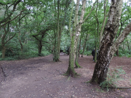 Woods