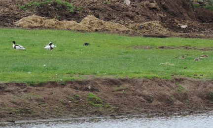 Ducks