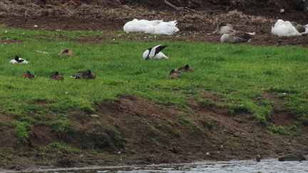 Ducks