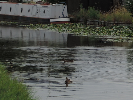 Ducks