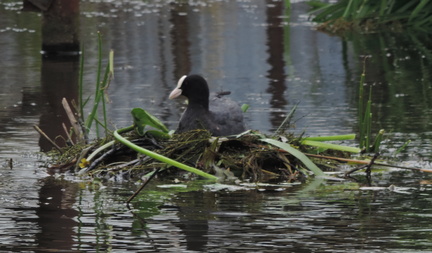 Coot