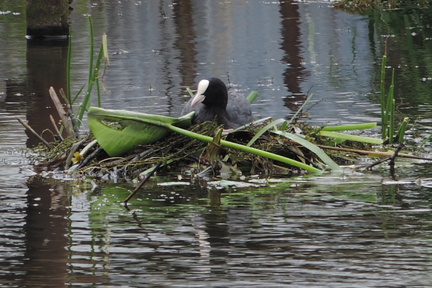 Coot