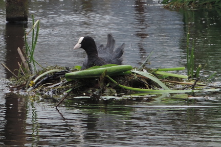 Coot