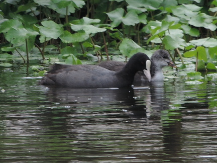 Coots